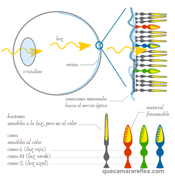Estructura del ojo humano - Conos y Bastones