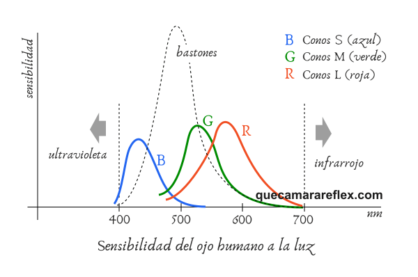 Sensibilidad del ojo humano a la luz